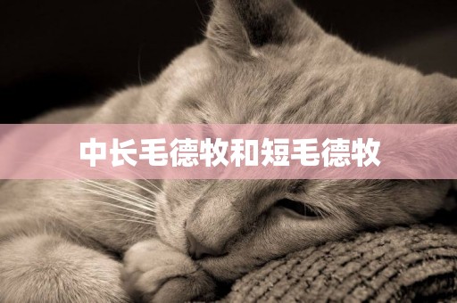 中長毛德牧和短毛德牧