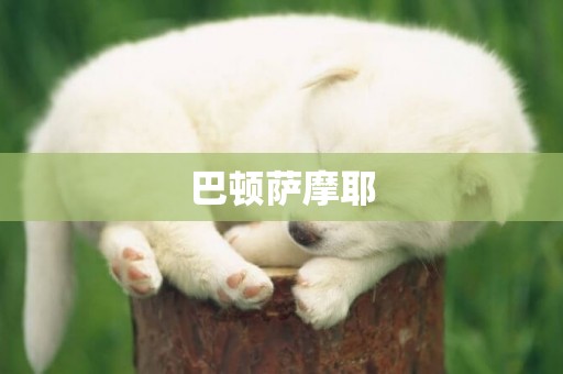 巴頓薩摩耶