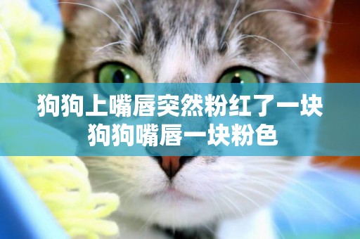 狗狗上嘴唇突然粉紅了一塊 狗狗嘴唇一塊粉色