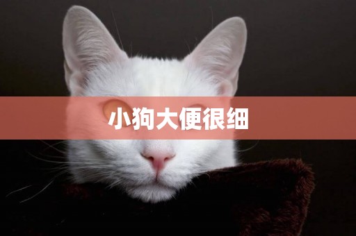 小狗大便很細