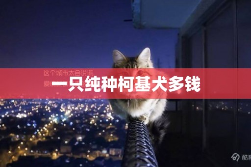 一只純種柯基犬多錢