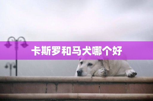 卡斯羅和馬犬哪個好