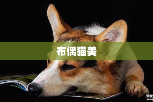 布偶貓美
