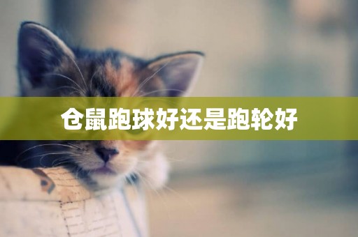 倉鼠跑球好還是跑輪好