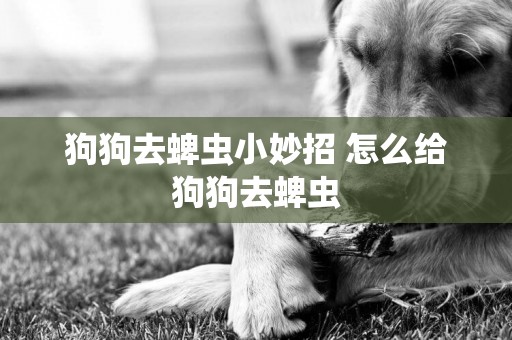 狗狗去蜱蟲小妙招 怎么給狗狗去蜱蟲