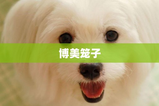 博美籠子