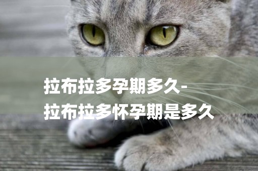 拉布拉多孕期多久-
拉布拉多懷孕期是多久