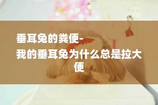 垂耳兔的糞便-
我的垂耳兔為什么總是拉大便