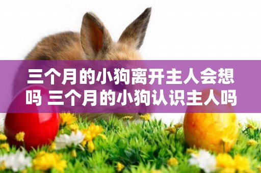 三個月的小狗離開主人會想嗎 三個月的小狗認識主人嗎
