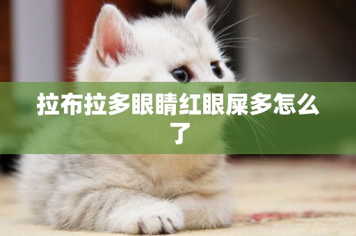 拉布拉多眼睛紅眼屎多怎么了