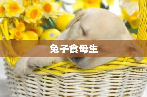 兔子食母生