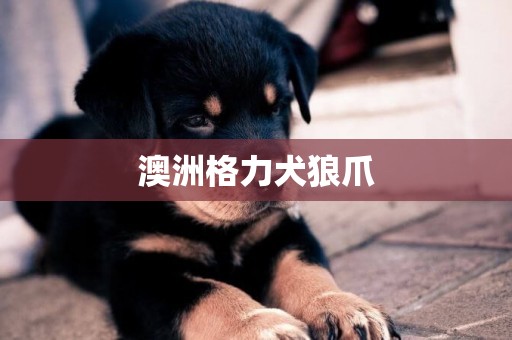 澳洲格力犬狼爪