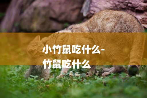 小竹鼠吃什么-
竹鼠吃什么