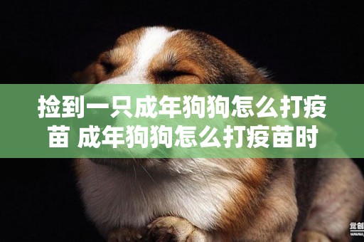 撿到一只成年狗狗怎么打疫苗 成年狗狗怎么打疫苗時間