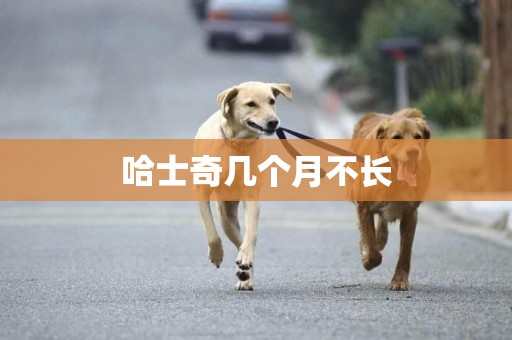 哈士奇幾個月不長