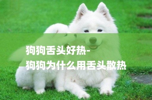 狗狗舌頭好熱-
狗狗為什么用舌頭散熱