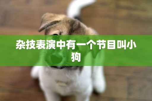 雜技表演中有一個節目叫小狗
