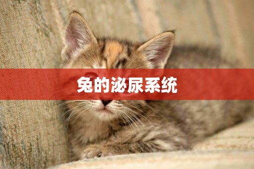 兔的泌尿系統