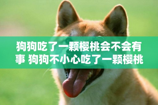 狗狗吃了一顆櫻桃會不會有事 狗狗不小心吃了一顆櫻桃
