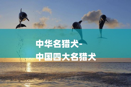 中華名獵犬-
中國四大名獵犬