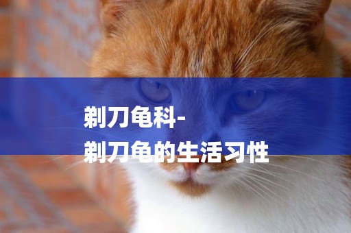 剃刀龜科-
剃刀龜的生活習性