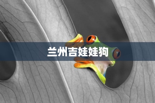 蘭州吉娃娃狗