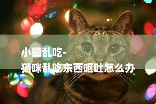 小貓亂吃-
貓咪亂吃東西嘔吐怎么辦