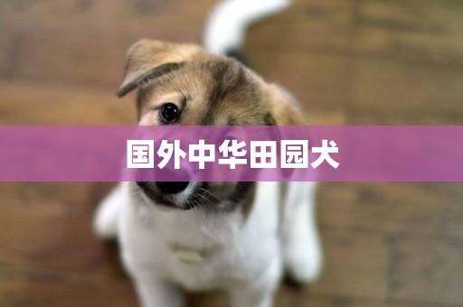 國外中華田園犬