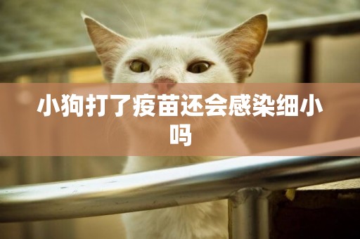 小狗打了疫苗還會感染細小嗎