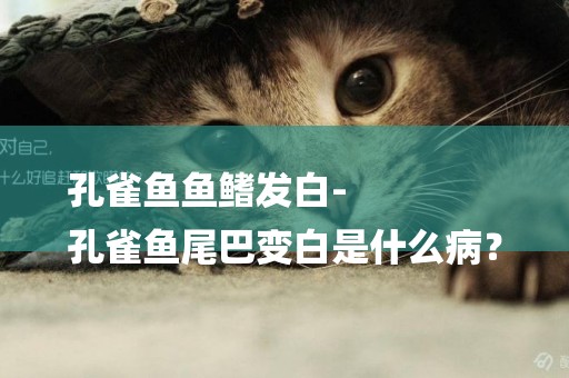 孔雀魚魚鰭發白-
孔雀魚尾巴變白是什么病？