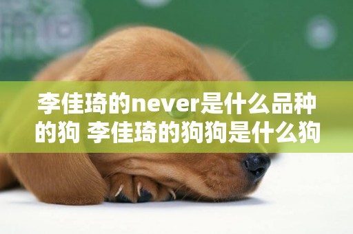 李佳琦的never是什么品種的狗 李佳琦的狗狗是什么狗