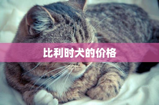 比利時犬的價格