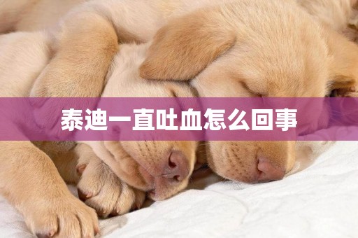 泰迪一直吐血怎么回事