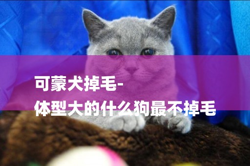 可蒙犬掉毛-
體型大的什么狗最不掉毛