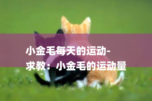 小金毛每天的運動-
求教：小金毛的運動量