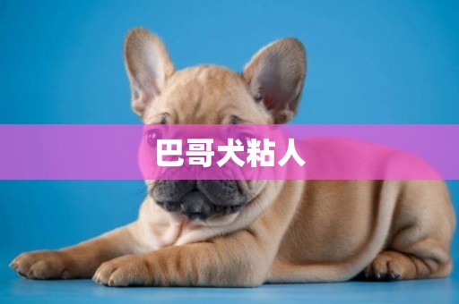巴哥犬粘人