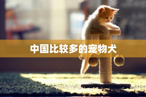 中國比較多的寵物犬