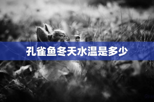 孔雀魚冬天水溫是多少