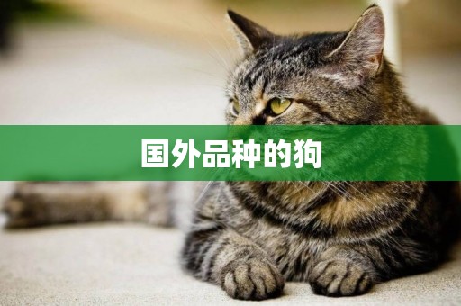 國外品種的狗