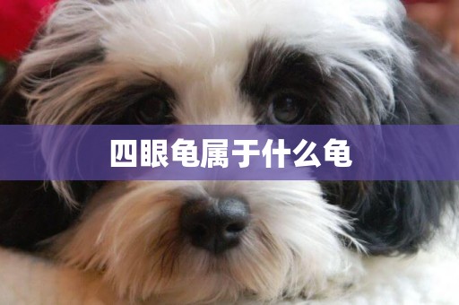 四眼龜屬于什么龜