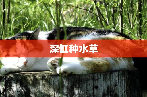 深缸種水草