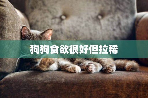 狗狗食欲很好但拉稀