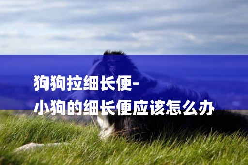 狗狗拉細長便-
小狗的細長便應該怎么辦