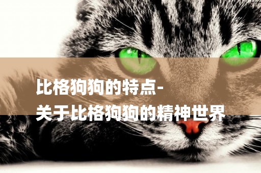 比格狗狗的特點-
關于比格狗狗的精神世界