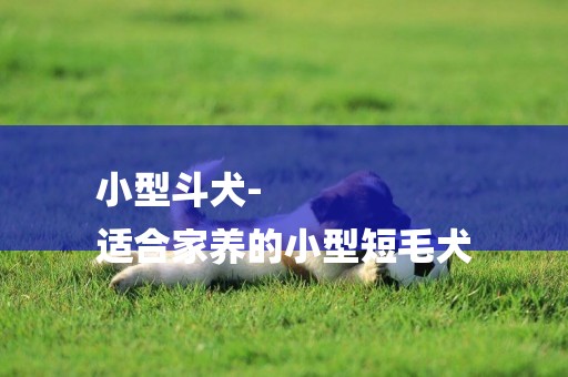 小型斗犬-
適合家養的小型短毛犬