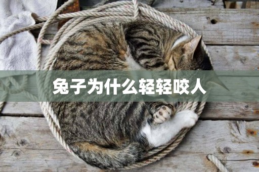 兔子為什么輕輕咬人
