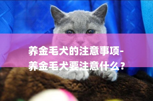 養金毛犬的注意事項-
養金毛犬要注意什么？