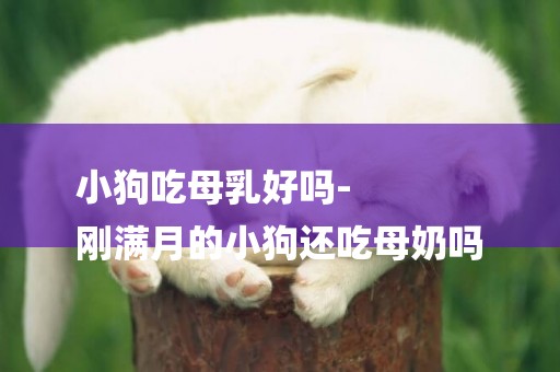 小狗吃母乳好嗎-
剛滿月的小狗還吃母奶嗎