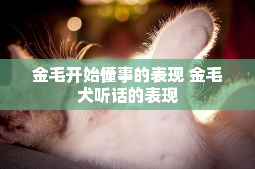 金毛開始懂事的表現 金毛犬聽話的表現