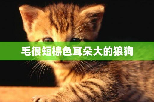 毛很短棕色耳朵大的狼狗